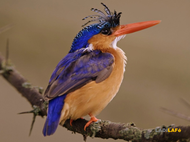 Découverte des oiseaux pecheurs
