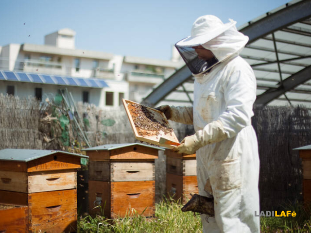 Apiculture à Paris