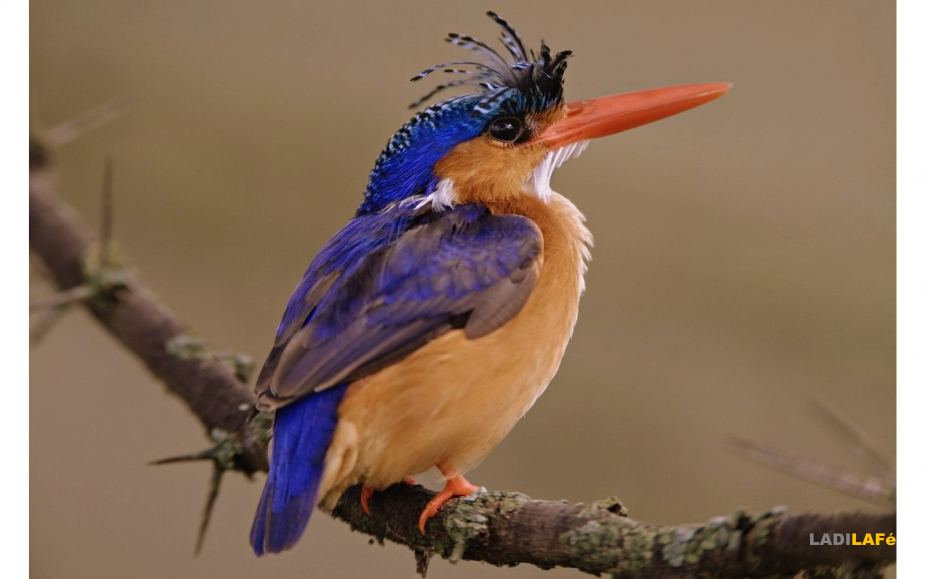 Découverte des oiseaux pecheurs
