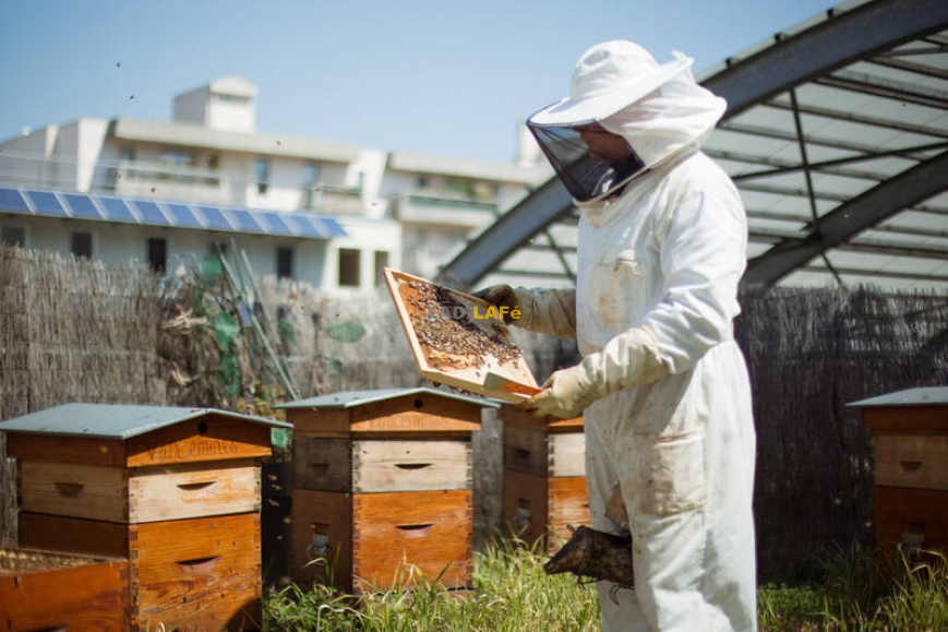 Apiculture à Paris