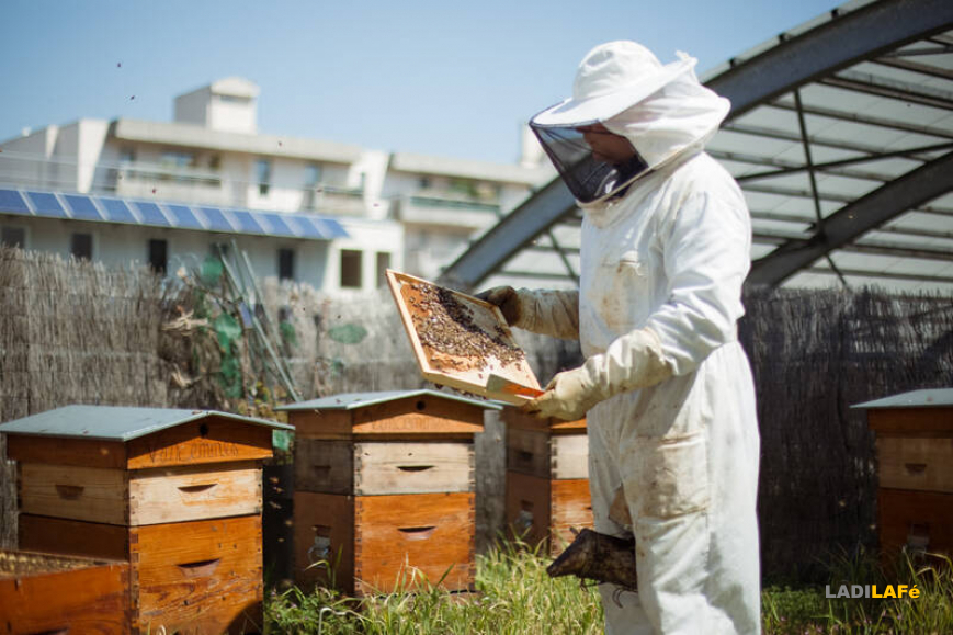 Apiculture à Paris